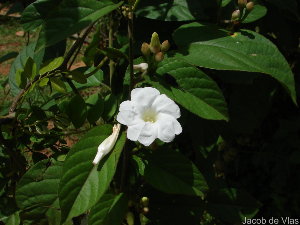 Camonea pilosa (Houtt.) A.R.Simões & Staples s.l.